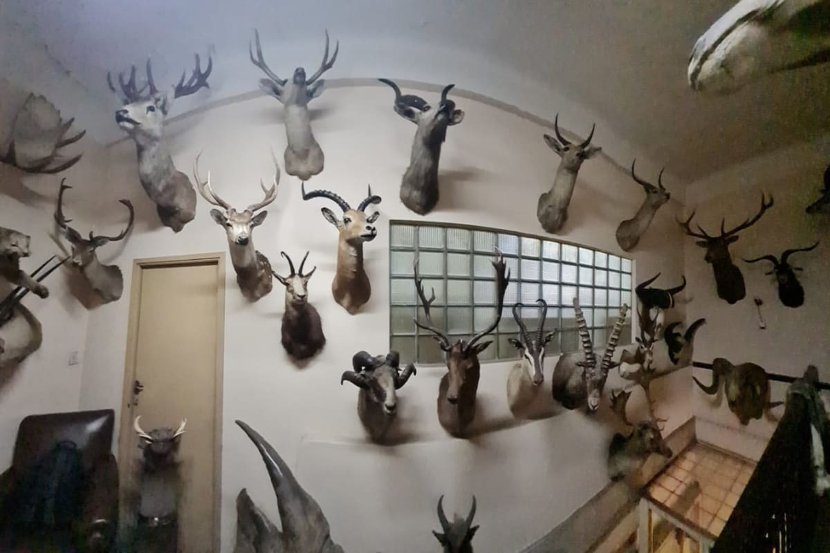 Encontraron más de 50 animales embalsamados en la fábrica de chocolates de la familia Ford (Foto: Twitter @AmbienteNacion)