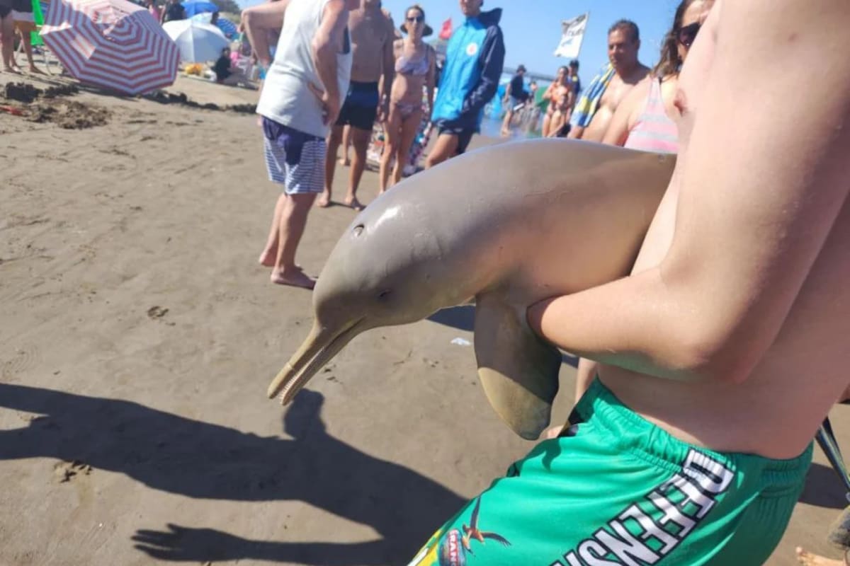 Encontraron muerto a un delfín en Mar del Tuyú