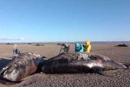 Encontraron orcas muertas en las costas de Tierra del Fuego