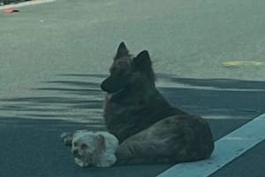 Frenaron para rescatar a un perro acostado en una avenida y al acercarse lo que vieron los emocionó