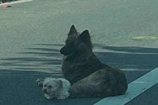 Frenaron para rescatar a un perro acostado en una avenida y al acercarse lo que vieron los emocionó