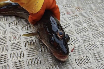 Encontraron un pez de tres ojos en Groenlandia: cuál es su vínculo con Los Simpson. Captura: Reddit