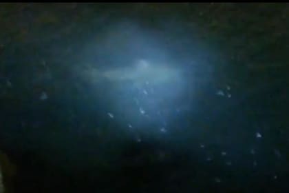 Encontraron un tiburón gigante en la Escollera Sur de Mar del Plata (Foto: Captura de video)