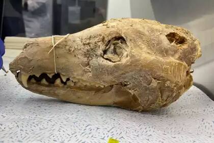 Encontraron una cabeza de tigre de Tasmania en un museo en Melbourne
