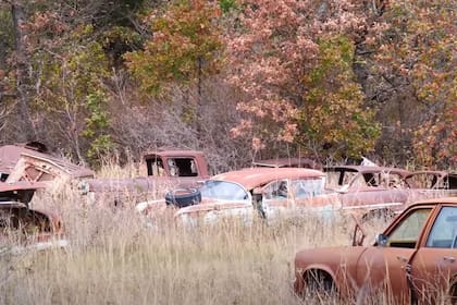 Encontraron una colección de autos vintage abandonados y se toparon con una sorpresa.