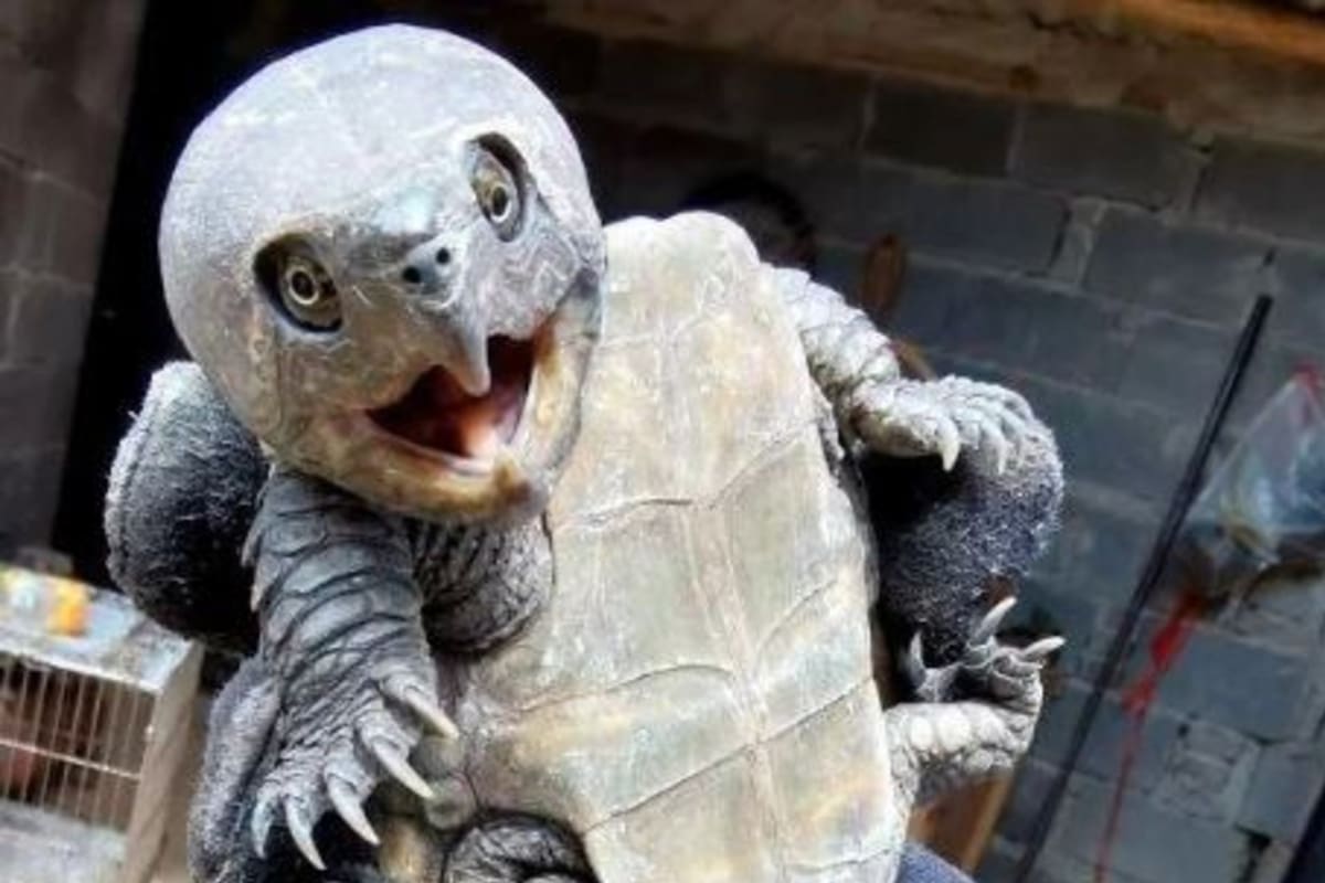 Encontraron una extraña especie de tortuga y su forma causa impresión en las redes