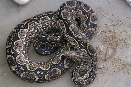 La anaconda es uno de los grandes depredadores de la Amazonía