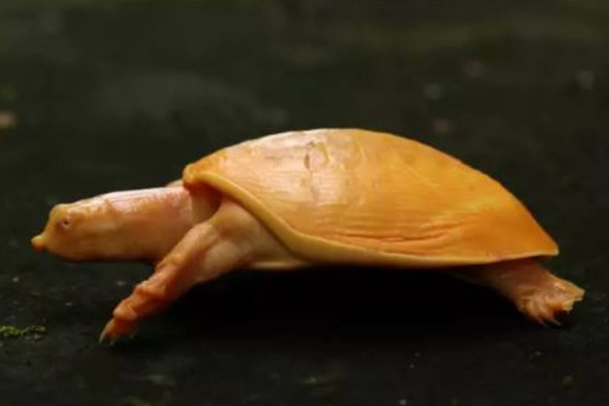 Encontraron una tortuga albina en Balasore, India, y es furor en las redes