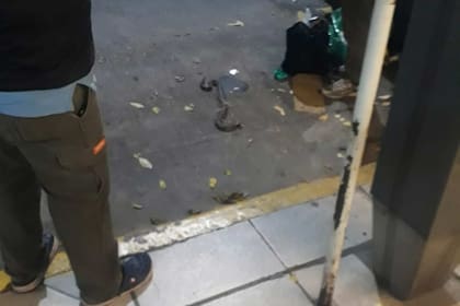 Encontraron una yarará en la zona de Retiro