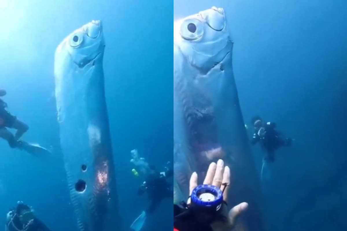 Encontró el pez que anuncia desastres naturales y sucedió lo peor