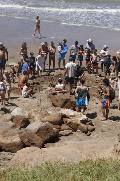 Encuentran dos gliptodontes en la Playa de Cruz del sur en Chapadmalal