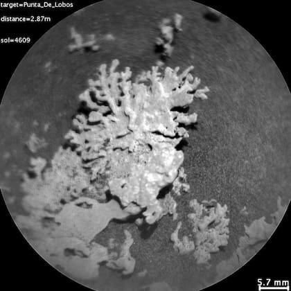 Encuentran en Marte una roca con forma de coral con minerales que fueron depositados allí cuando el planeta tuvo mar