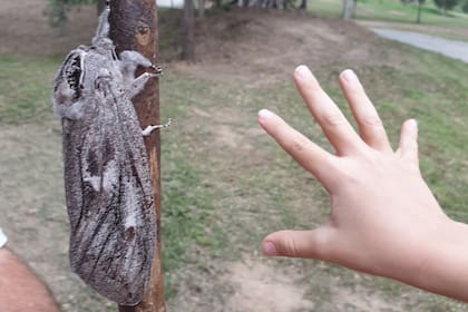 Encuentran una polilla gigante en el noreste de Australia (Facebook)