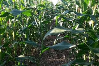 Enero mayormente seco afectaría productividad de maíz de Argentina: experto