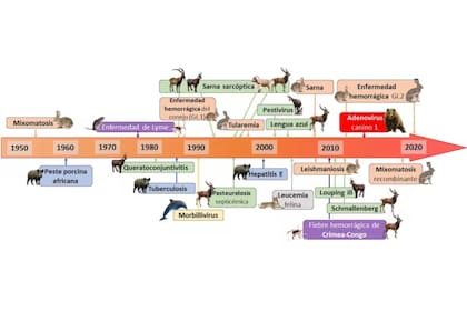 Enfermedades emergentes en mamíferos ibéricos