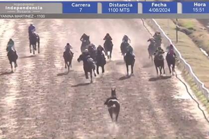 Engreído Cat llegó a la recta final de frente a los caballos que estaba compitiendo, tras haberse escapado en el sentido inverso.