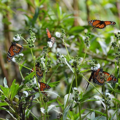 Enjambre de mariposas monarca del sur en la Reserva Ecológica Costanera Sur