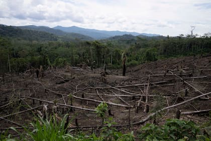 Enmienda a ley en Perú provoca temores de destrucción en la selva amazónica