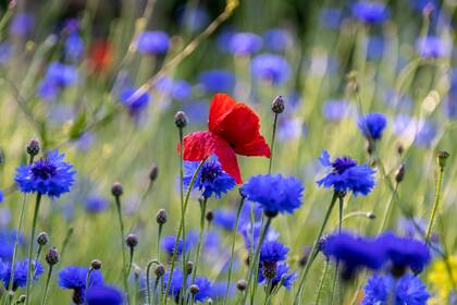 Ennis es una ciudad entro de Texas que cuenta con flores silvestres
