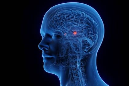 La amígdala (en rojo en la imagen) "es la zona del cerebro más importante para las emociones más aversivas como la ira".