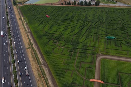 Enorme laberinto de maíz en el norte de California invita a disfrutar perdiéndose
