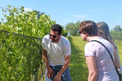 Enoturismo en Córdoba