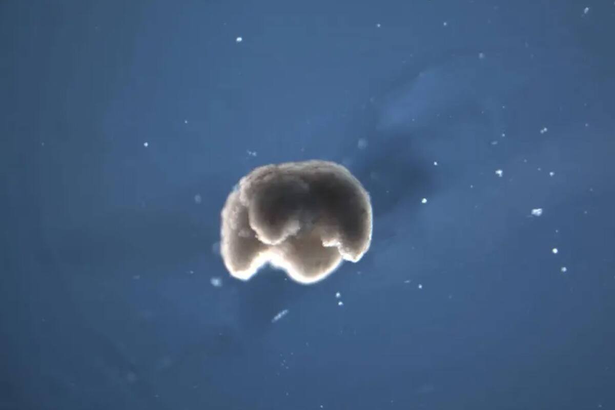 Ensambles de células animales podrían realizar tareas predeterminadas