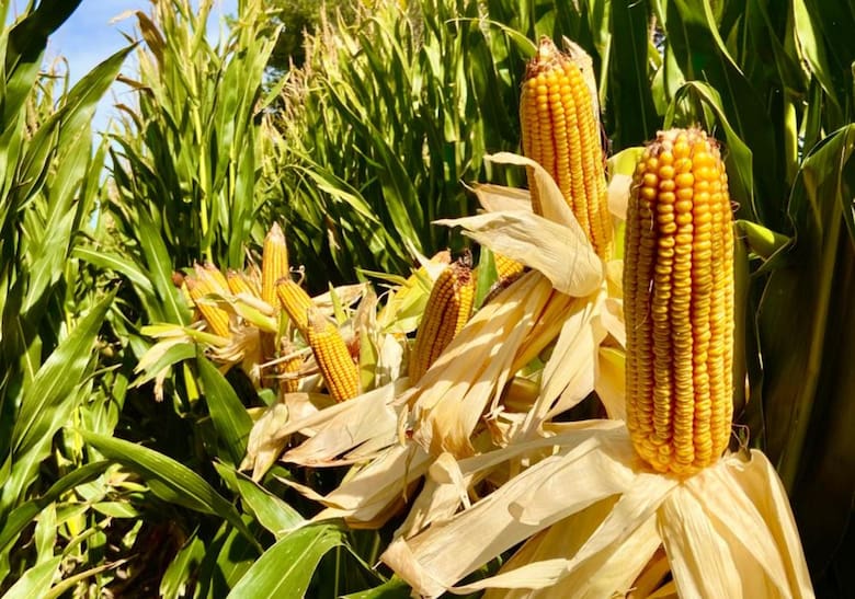 De Córdoba a la Patagonia para producir maíz de alto rinde