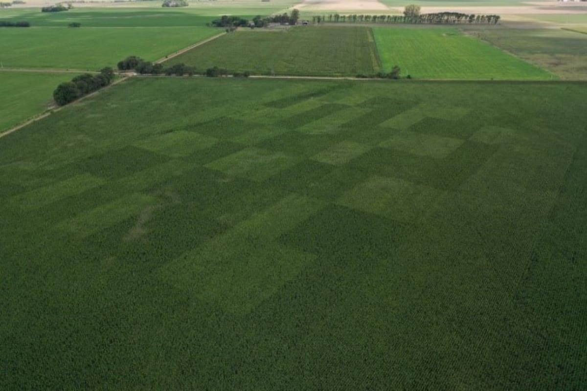 Ensayo en tablero de ajedrez para evaluar la eficacia de las prescripciones realizadas. Arrecifes, Bs. As. Foto: Hernán Martorello.
