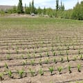 Probaron con éxito un “cultivo estratégico” en una de las zonas más frías del país