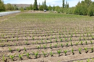 Probaron un “cultivo estratégico” en una de las zonas más frías y el resultado fue sorprendente