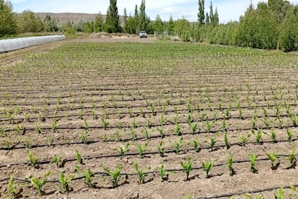 Realizan inéditos ensayos con maíz en Santa Cruz y un punto juega muy a favor