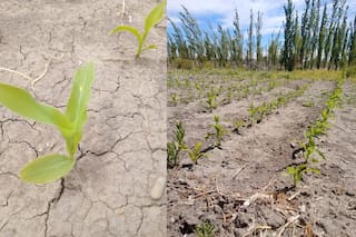 Expectativa nacional por una siembra en una región austral desafiante y prometedora