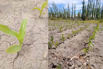 Ensayo experimental en Gobernador Gregores, Santa Cruz
