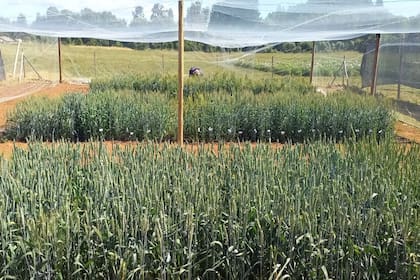 Ensayos de campo con trigo editado en temporada 2025/26 en Chile.