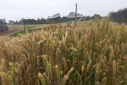 Ensayos de campo con trigo editado en temporada 2025/26 en Chile.