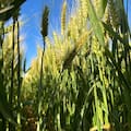 Lograron respuestas de hasta 465 kilos por hectárea en trigo con una estrategia que integra nutrición y bioestimulación