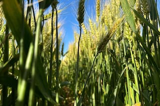 Lograron respuestas de hasta 465 kilos por hectárea en trigo con una estrategia que integra nutrición y bioestimulación