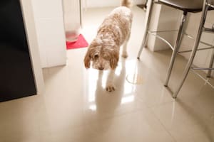 Enseñarle a tu perro dónde hacer pis no es una tarea sencilla (Foto: iStock)
