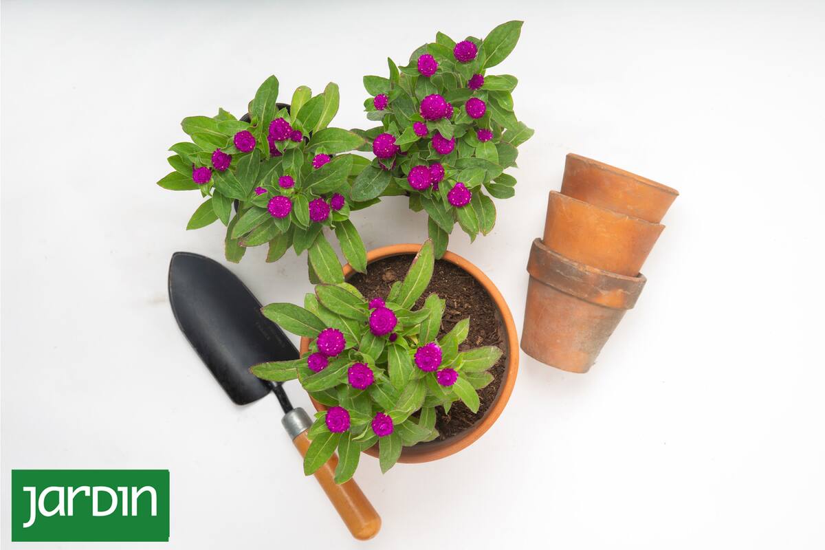 Entender las necesidades de las raíces, respetarlas y darles espacio es fundamental para la salud de las plantas en macetas