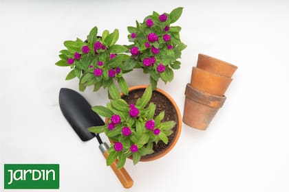 Entender las necesidades de las raíces, respetarlas y darles espacio es fundamental para la salud de las plantas en macetas