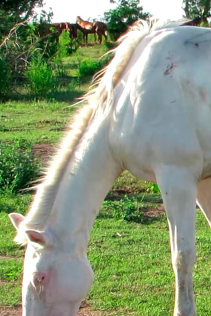 Entramado de mentiras: el conmovedor documental que revela el triste destino de muchos caballos