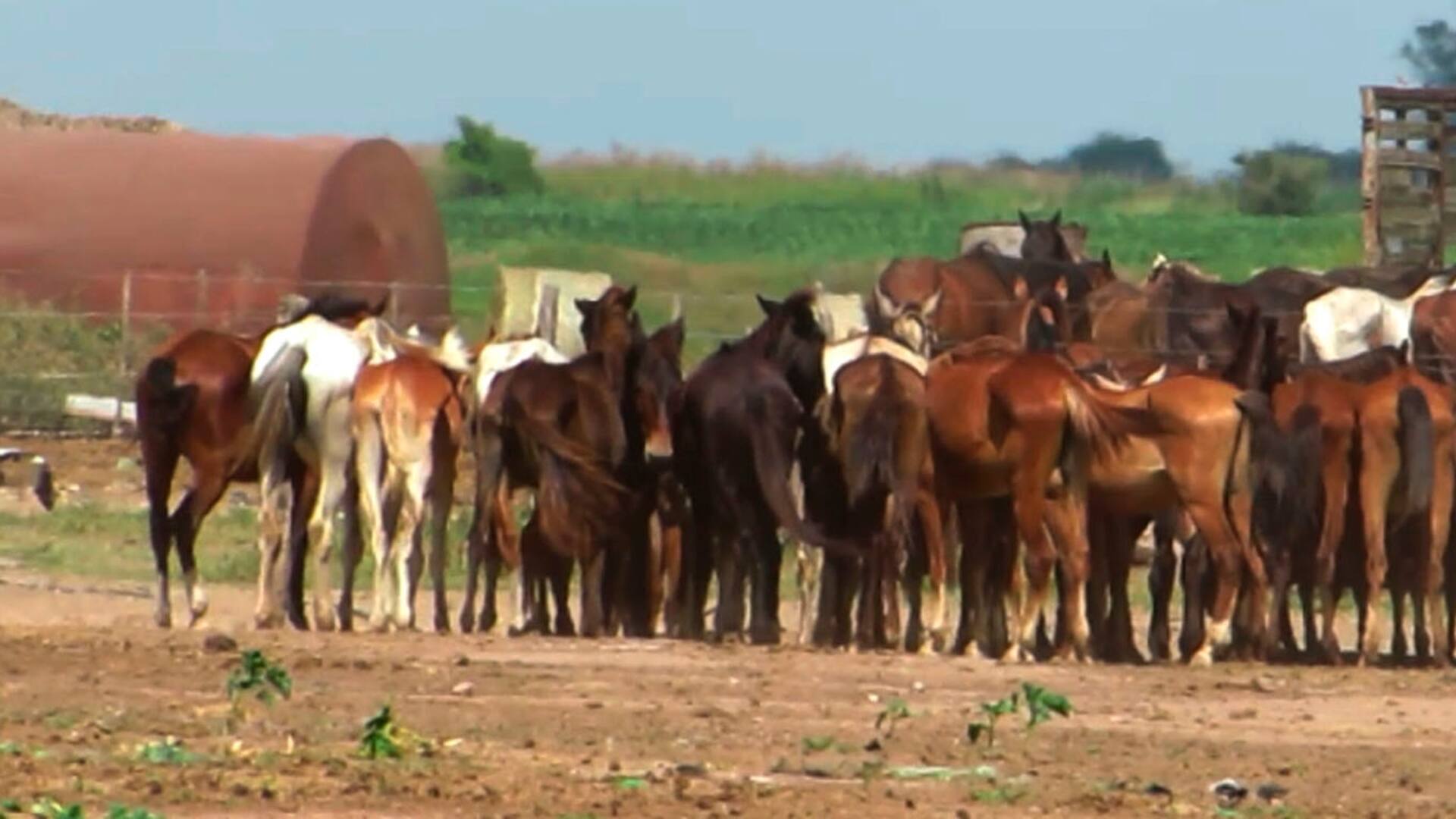Entramado de mentiras: el conmovedor documental que revela el triste destino de muchos caballos