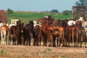 El conmovedor documental que revela el triste destino de muchos caballos