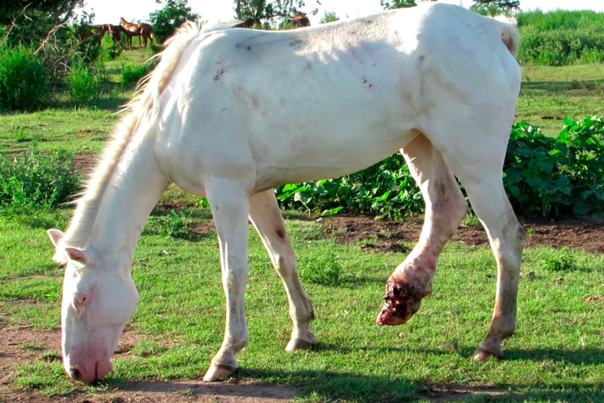 Entramado de mentiras: el desgarrador documental que revela el triste destino de muchos caballos
