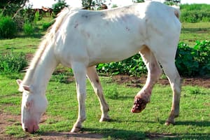 La trama detrás del pedido para excluir a los caballos deportivos del control de fármacos