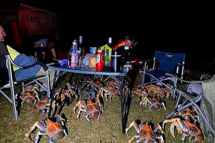 Entre 15 a 20 cangrejos interrumpieron la celebración al aire libre de una familia en la Isla de Navidad