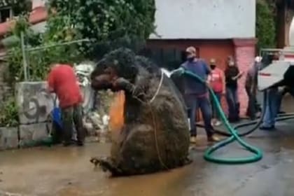 Entre 20 toneladas de basura, el equipo sanitario de la Ciudad de México encontró una "rata gigante": ahora pudieron develar el misterio detrás de su hallazgo