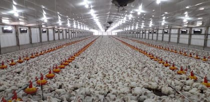 Entre 2022 y 2023 hubo una baja de US$216,8 millones en los envíos al exterior, lo que representó una caída del 53,6%