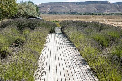 Entre aromas de romero y masas de lavanda, una vista que invita a recorrer el jardín y a adentrarse en el paisaje.